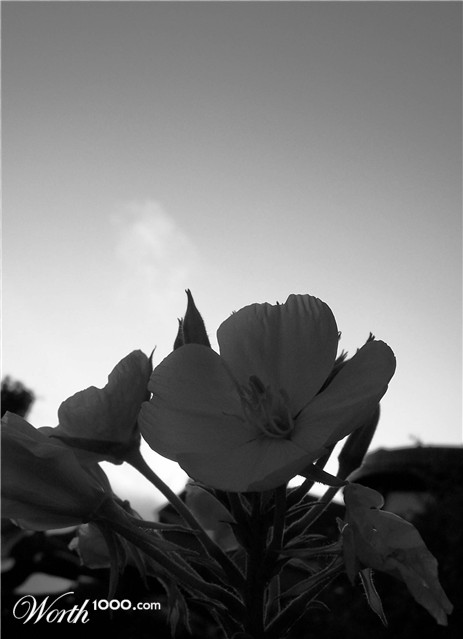 Photography by TotalDomination