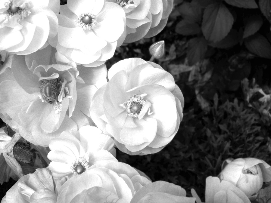Fotografie von ritab218 für DesignCrowd (Community Contests) | Design #9071703
