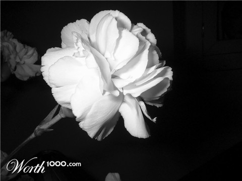 Photography by souvienstu