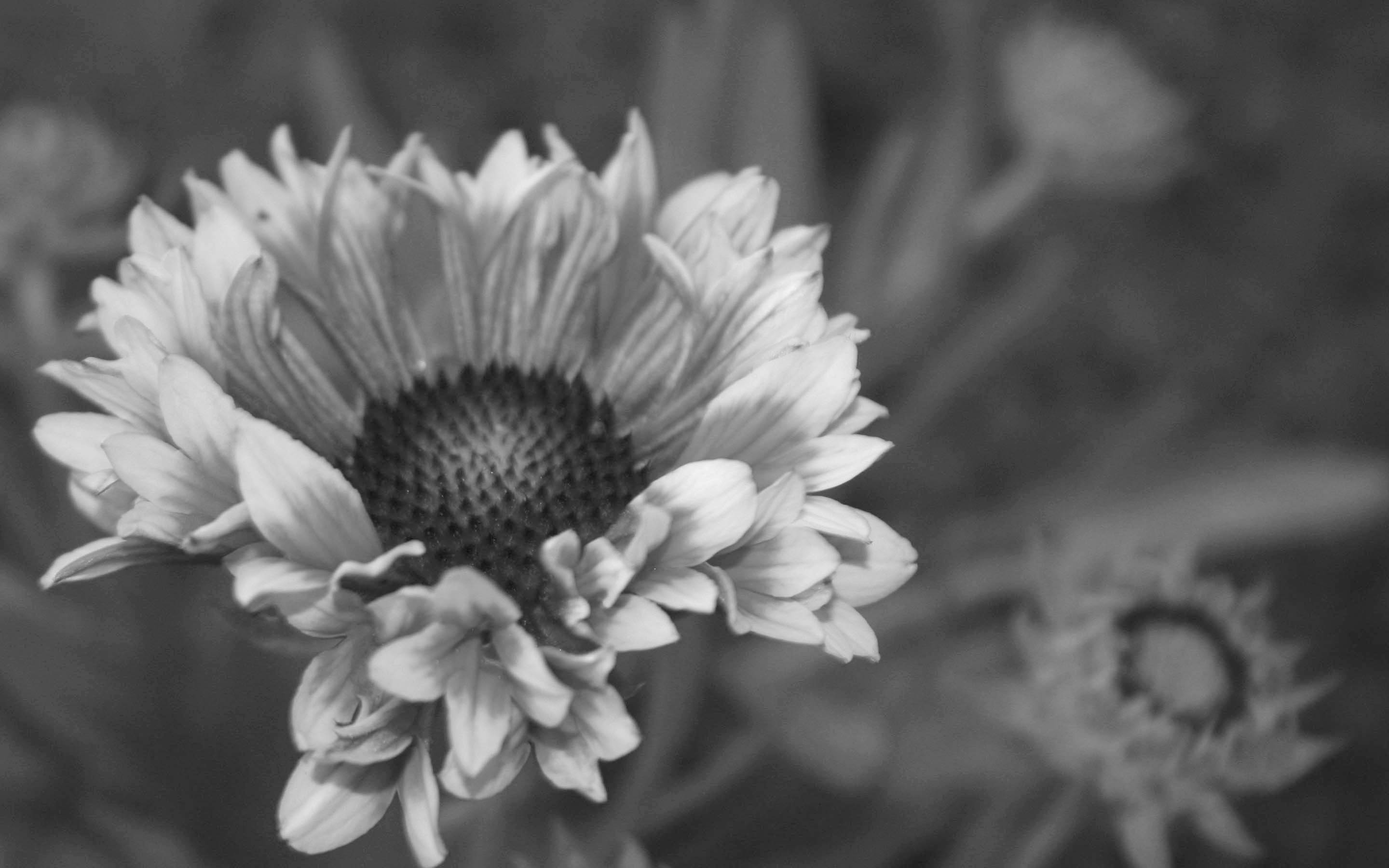 Fotografía por rdyamiphoto para DesignCrowd (Community Contests) | Diseño #9071701