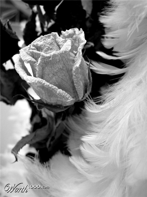 Photography by jdbeckers