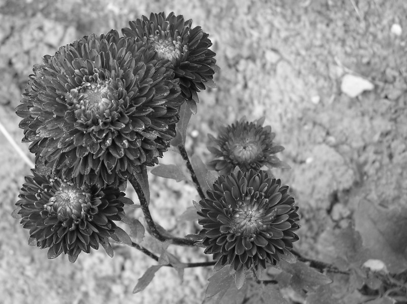 Fotografía por TyChO para DesignCrowd (Community Contests) | Diseño #9071681