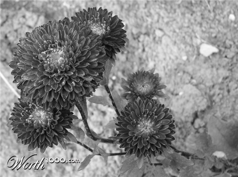 Photography by TyChO