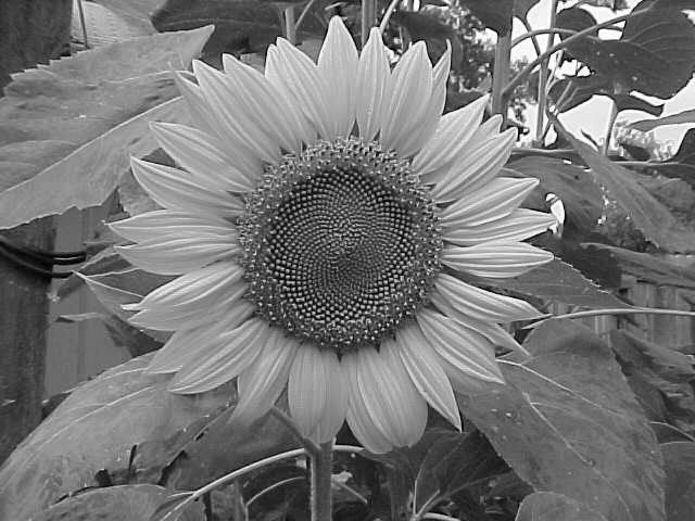 Photographie par Patricia1949 pour DesignCrowd (Community Contests) | Design #9071692