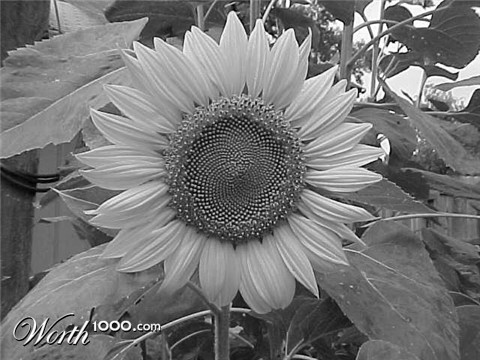 Photography by Patricia1949