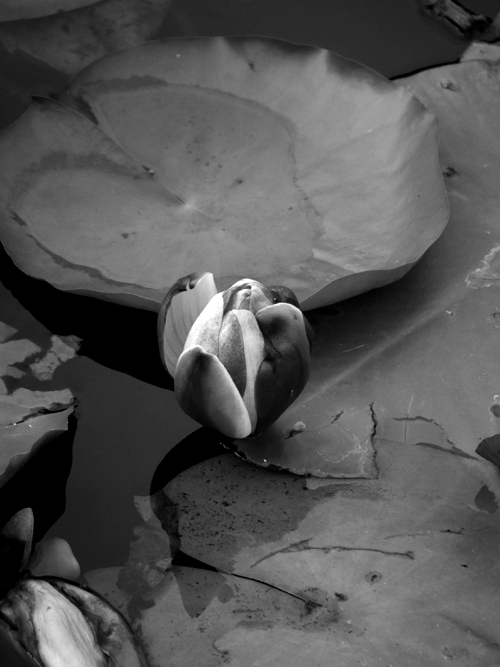 Photography by chichoslg for DesignCrowd (Community Contests) | Design #9071821