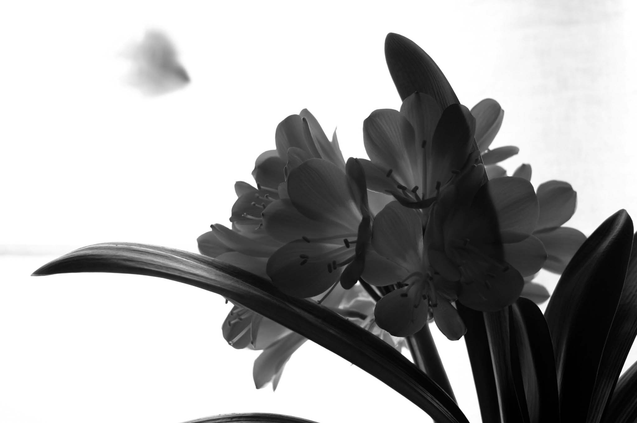 Photography by EmilBanck for DesignCrowd (Community Contests) | Design #9071756