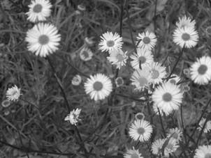 Photographie par swedishgummybear pour DesignCrowd (Community Contests) | Design #9071794