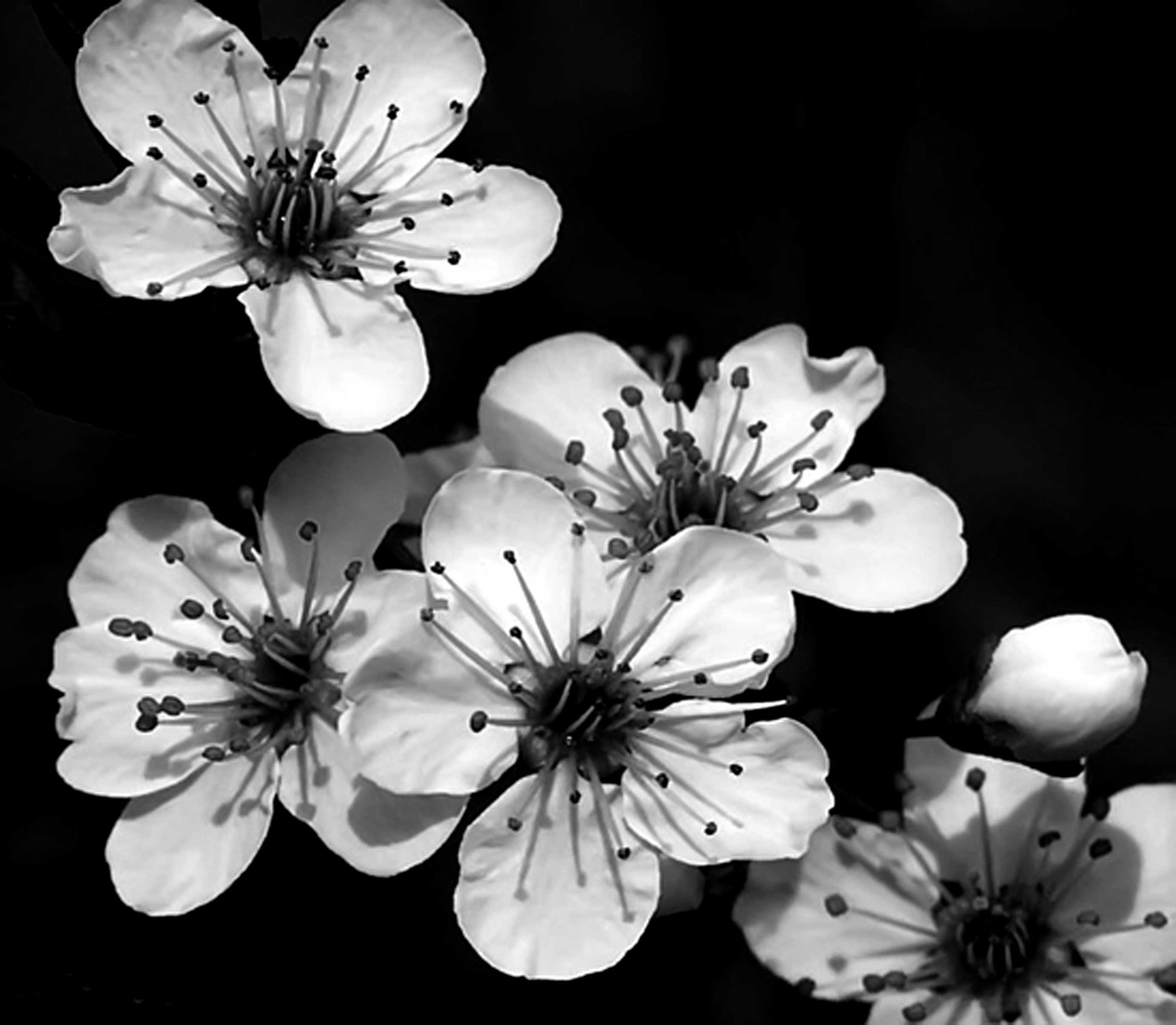 Photography by binkyat3 for DesignCrowd (Community Contests) | Design #9071736