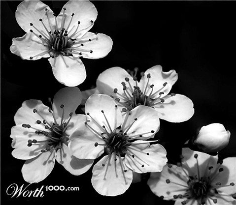 Photography by binkyat3