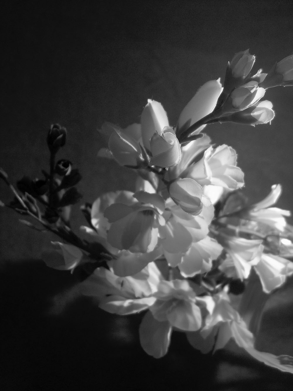 Photography by Reconban for DesignCrowd (Community Contests) | Design #9071765