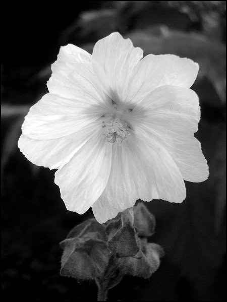 Photographie par razzberry pour DesignCrowd (Community Contests) | Design #9071746