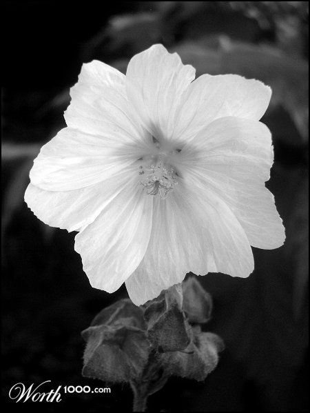 Photography by razzberry