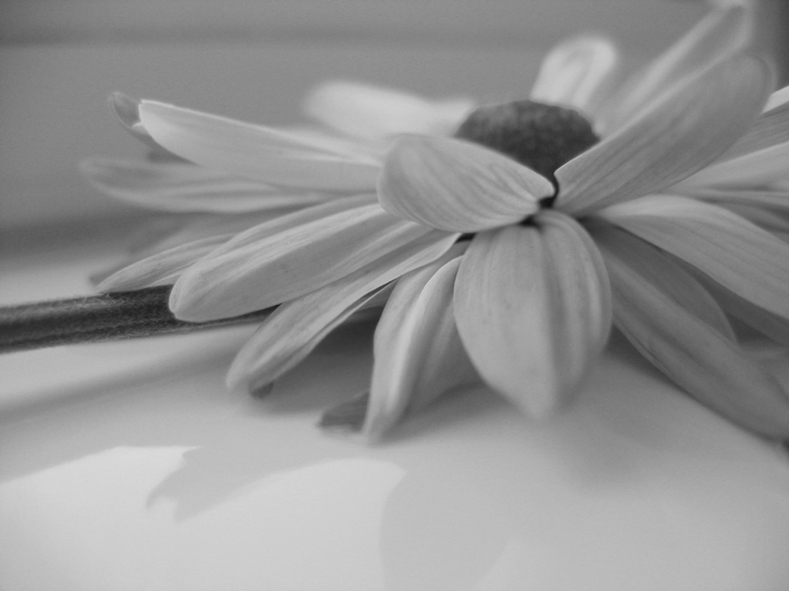 Photography by annerkin for DesignCrowd (Community Contests) | Design #9071753