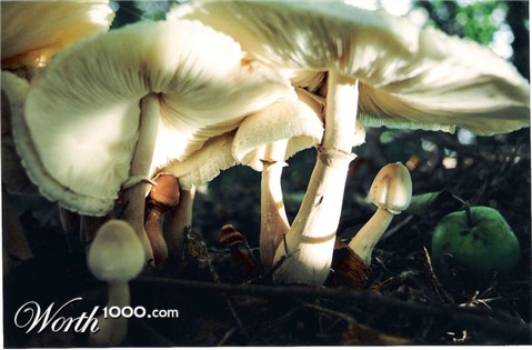 Photography by siennablue