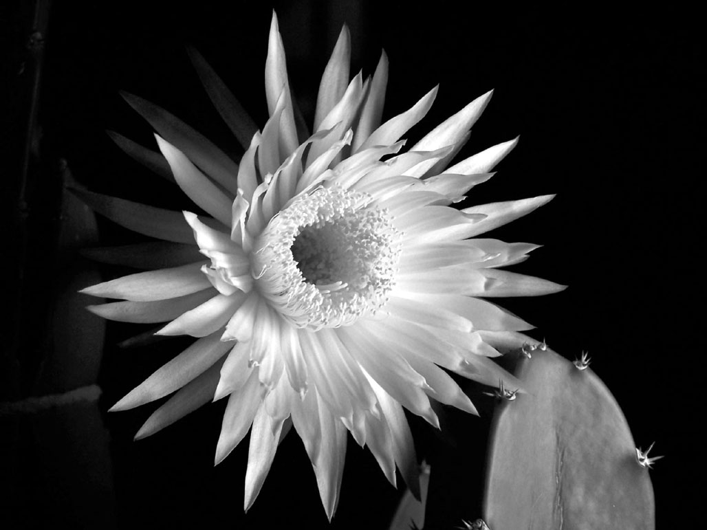 Fotografía por vgmn1956 para DesignCrowd (Community Contests) | Diseño #9071725