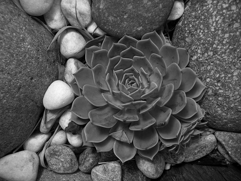 Fotografía por julianneovie para DesignCrowd (Community Contests) | Diseño #9071726