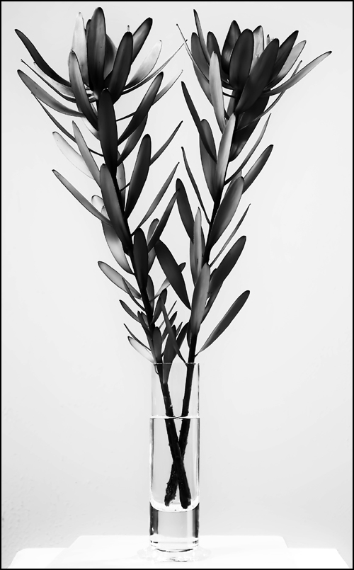 Photography by meerkat2 for DesignCrowd (Community Contests) | Design #9071775