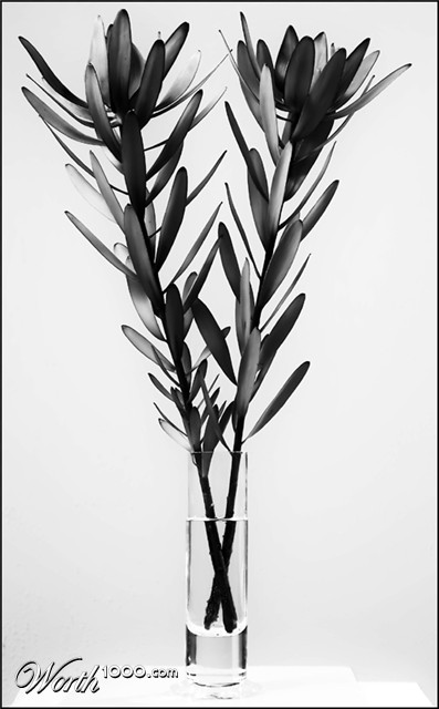 Photography by meerkat2