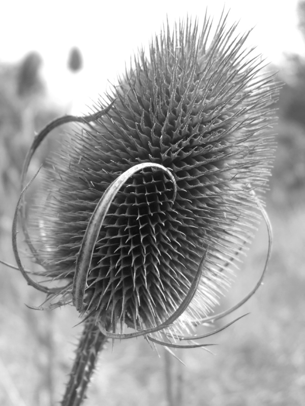 Photography by Flibble for DesignCrowd (Community Contests) | Design #9071785