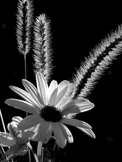 Fotografie von LADPUPMOE für DesignCrowd (Community Contests) | Design #9071789