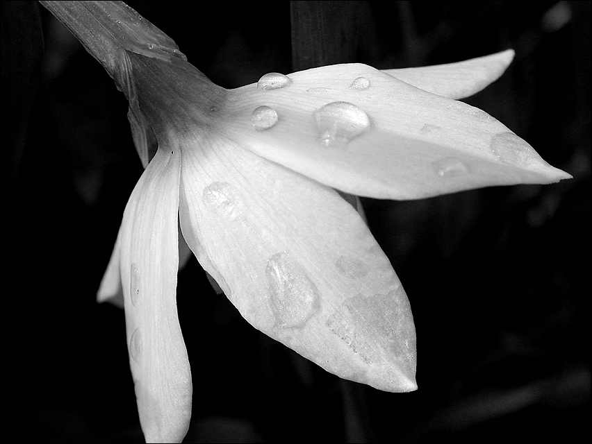 Photography by BBBastet for DesignCrowd (Community Contests) | Design #9061789