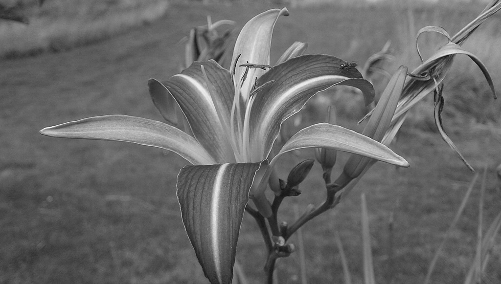 Photographie par Massie pour DesignCrowd (Community Contests) | Design #9061838