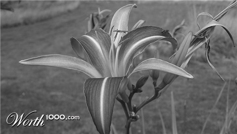 Photography by Massie