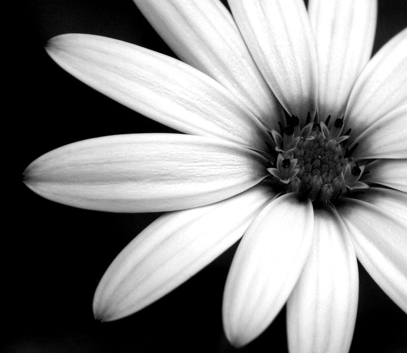 Photographie par wiggster pour DesignCrowd (Community Contests) | Design #9061815