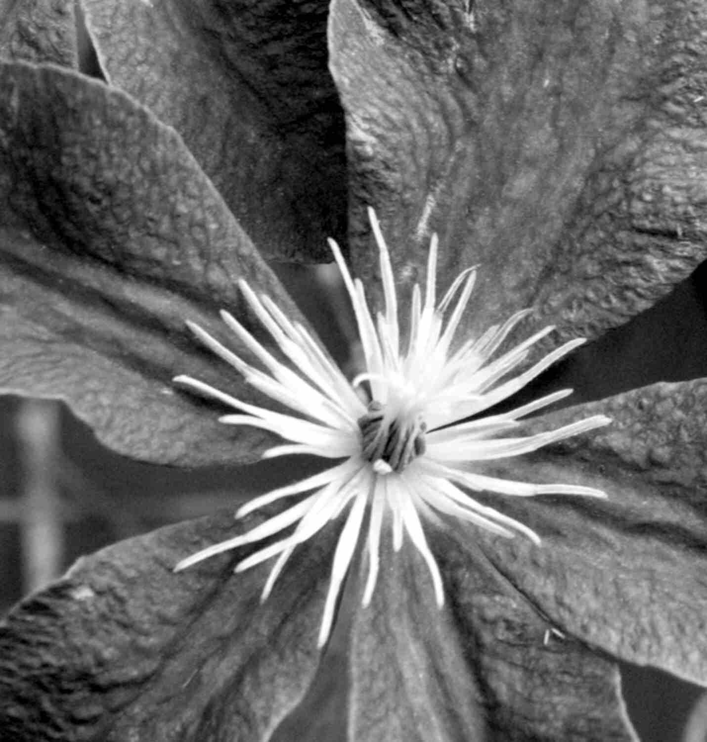 Fotografie von sheiser für DesignCrowd (Community Contests) | Design #9061843