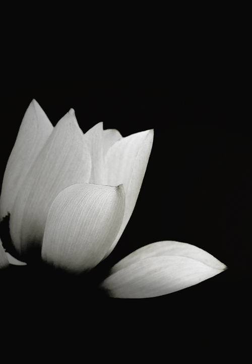 Fotografie von josephzl für DesignCrowd (Community Contests) | Design #9061827