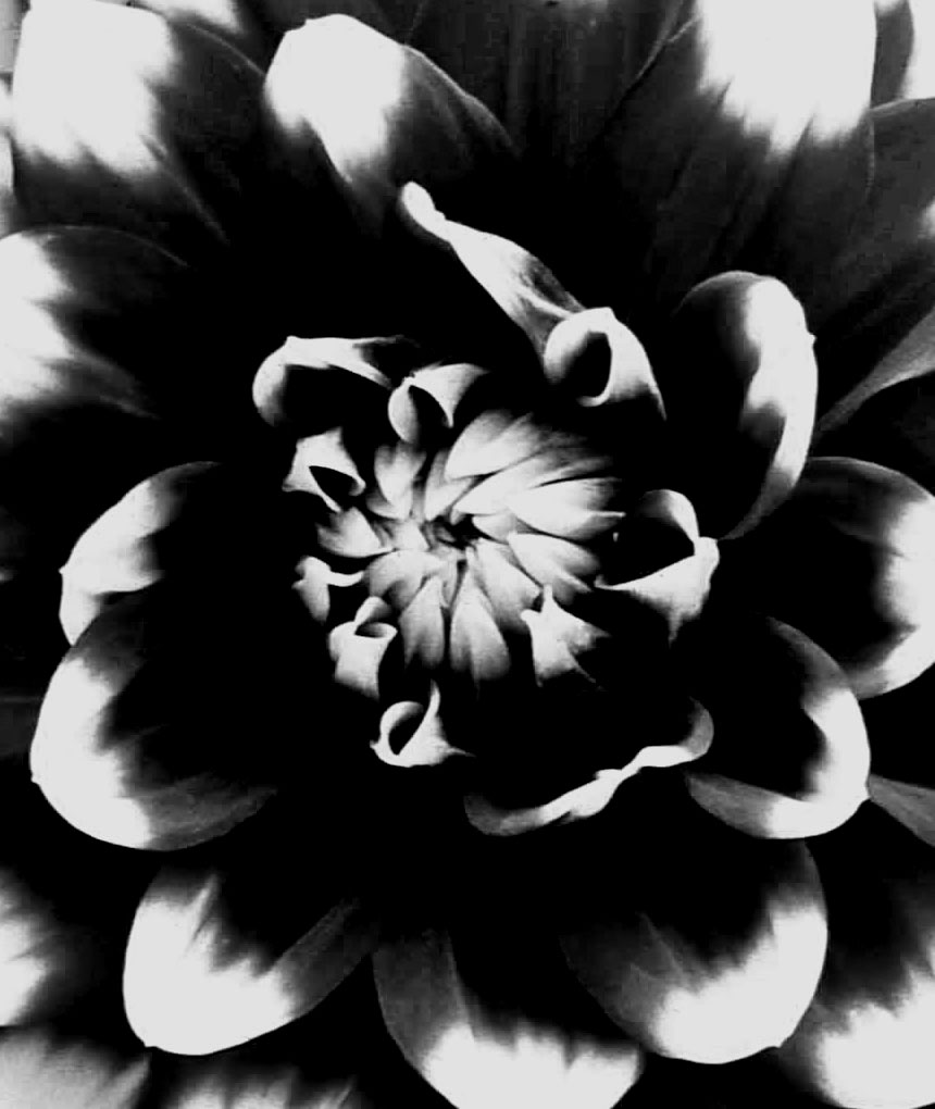 Photography by tigercrosse for DesignCrowd (Community Contests) | Design #9061835