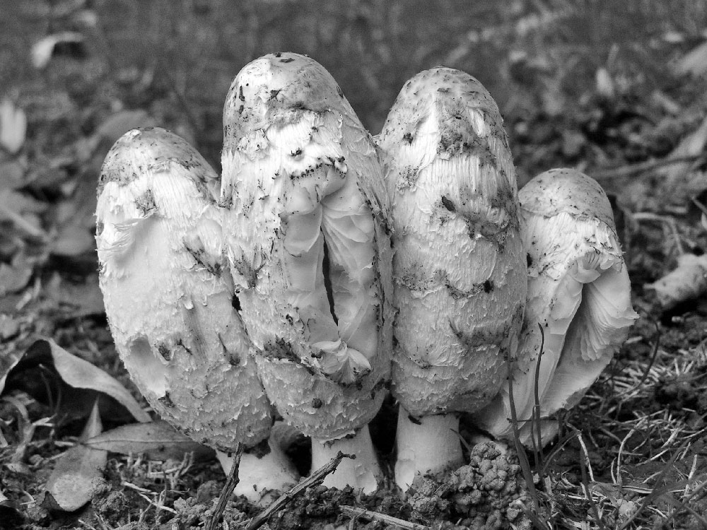 Fotografía por bobblainey para DesignCrowd (Community Contests) | Diseño #9061811