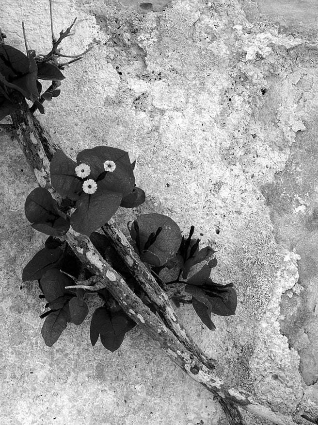 Photography by Ronbrandt for DesignCrowd (Community Contests) | Design #9061832