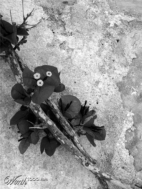 Photography by Ronbrandt