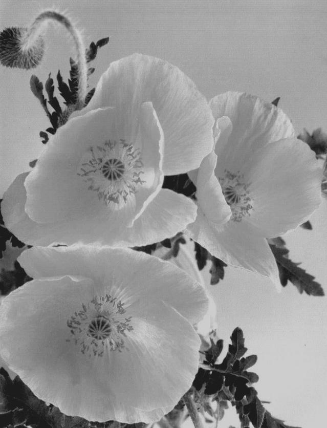 Photography by Isabella2006 for DesignCrowd (Community Contests) | Design #9061840