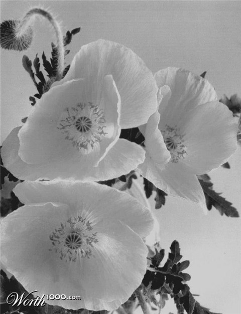 Photography by Isabella2006