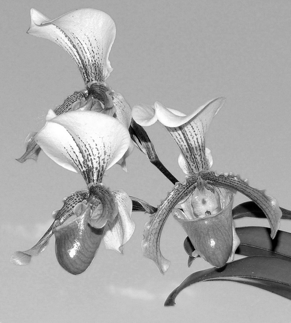 Fotografía por ADROALDO para DesignCrowd (Community Contests) | Diseño #9061823