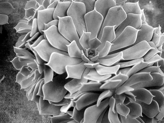 Fotografie von mehere für DesignCrowd (Community Contests) | Design #9061813