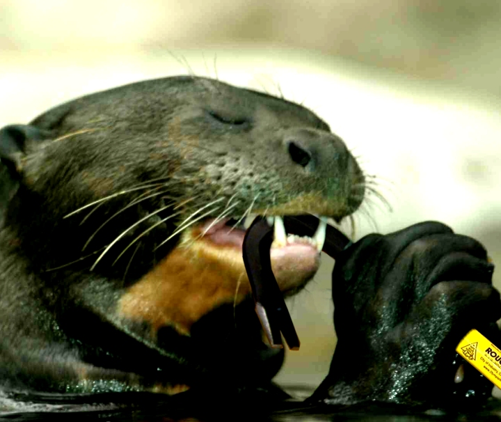 Photoshop Design by jdbeckers for DesignCrowd (Community Contests) | Design #9067385