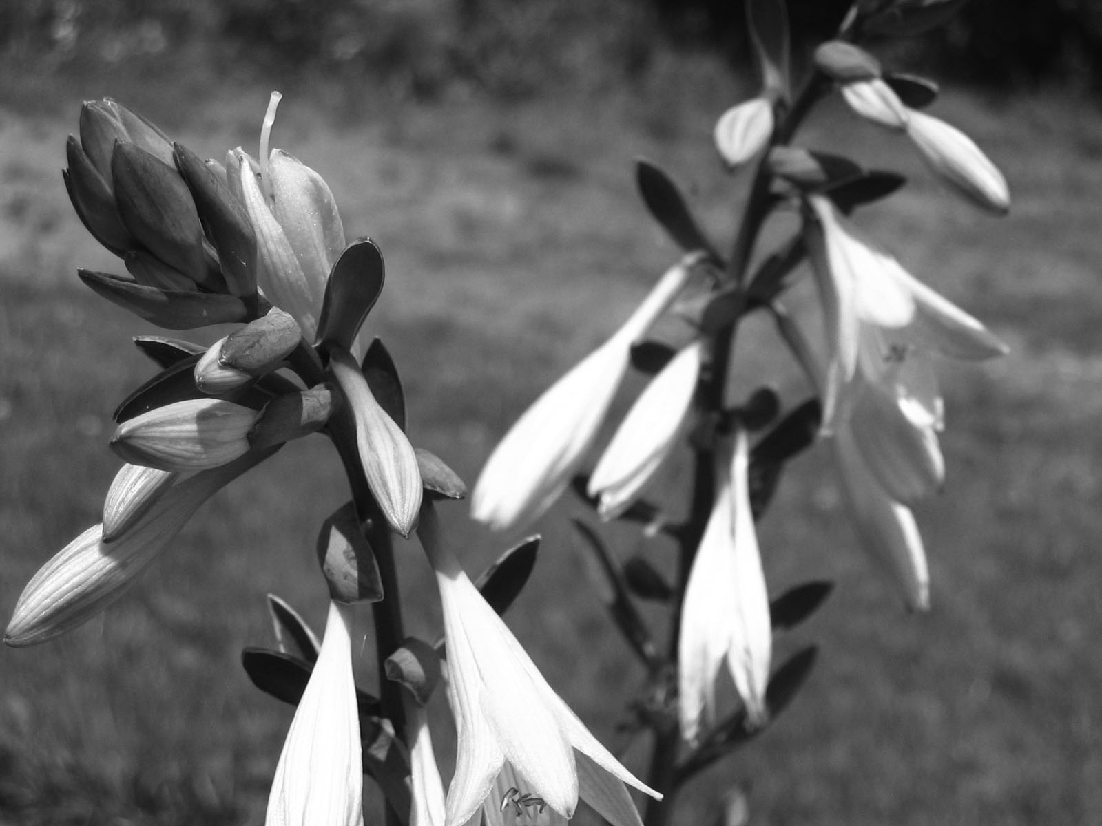 Photography by MissTish for DesignCrowd (Community Contests) | Design #9061866