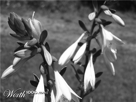 Photography by MissTish