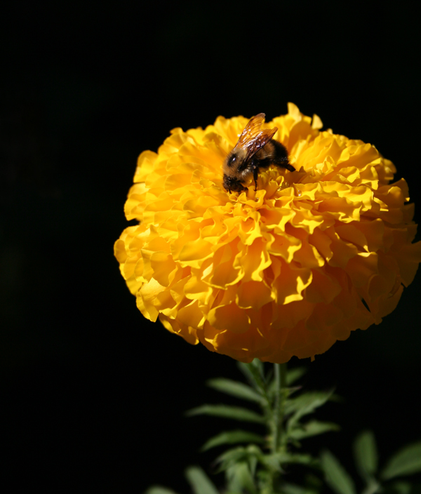 Photography by aholden1 for DesignCrowd (Community Contests) | Design #9070794