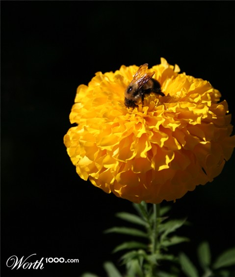 Photography by aholden1