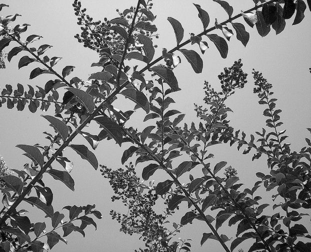 Photography by tlovesd for DesignCrowd (Community Contests) | Design #9061882