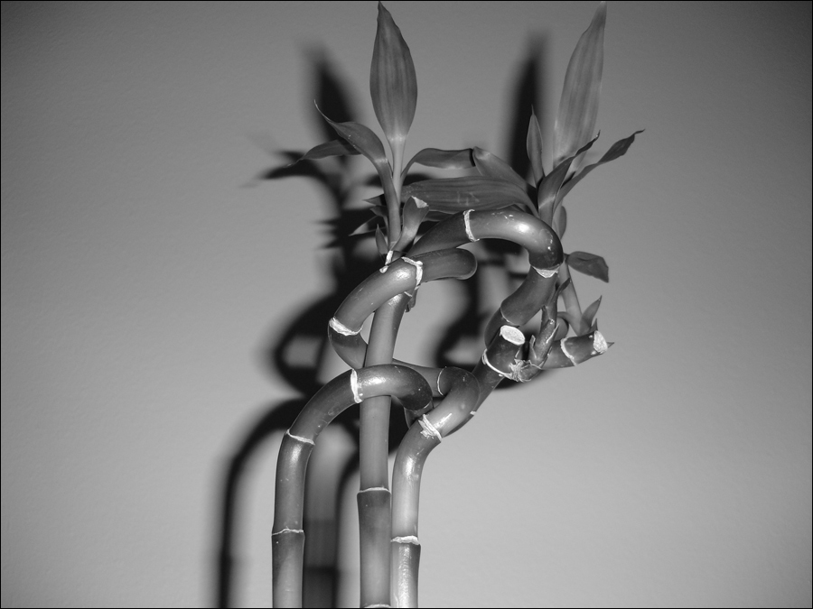 Photography by CheckMinus for DesignCrowd (Community Contests) | Design #9061870