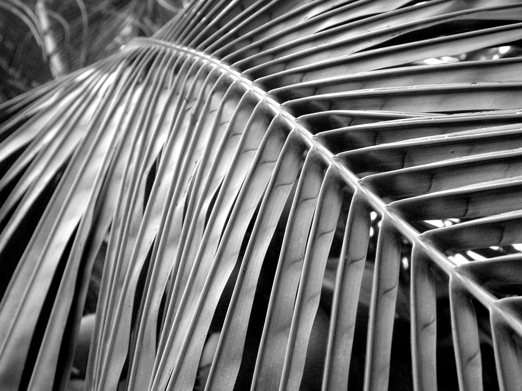 Photography by jcrunk for DesignCrowd (Community Contests) | Design #9061922