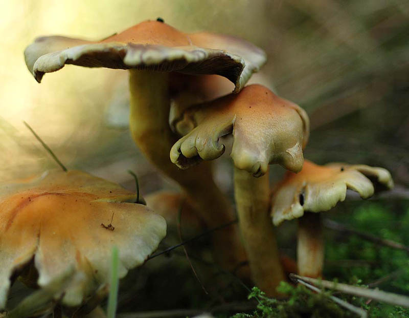 Fotografía por Marian para DesignCrowd (Community Contests) | Diseño #9080419