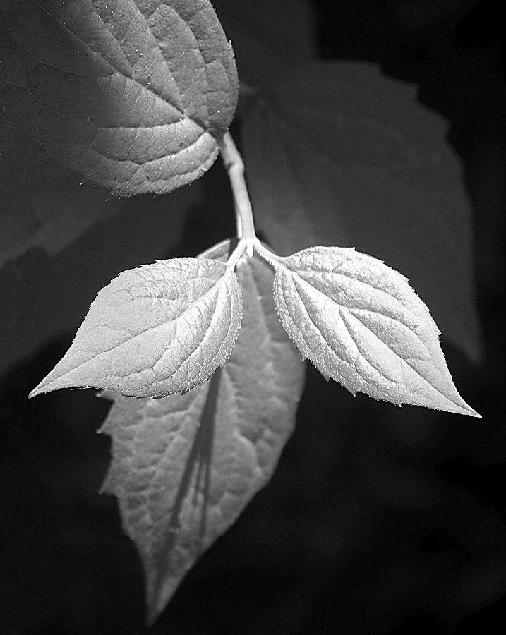 Photography by ruxa2na for DesignCrowd (Community Contests) | Design #9061919