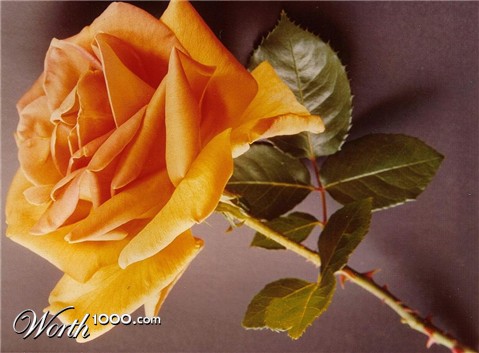 Photography by Isabella2006